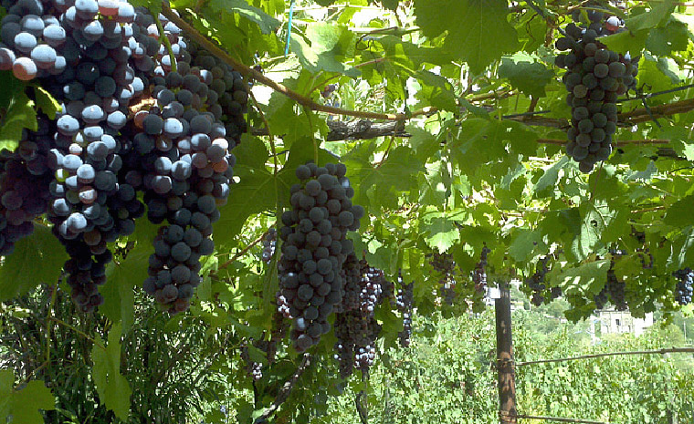 扶貧成果展覽館多媒體互動展示